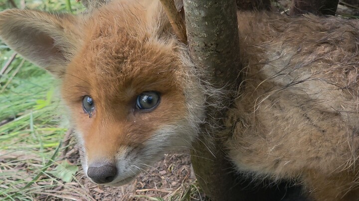 fox baby