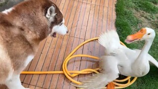 A Husky challenges a big goose, and a Border Collie challenges a big goose. The difference in courag