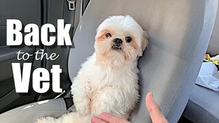 Goin' Back to the Vet | Cute & Funny Shih Tzu Dog Video