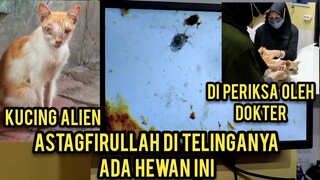 Kucing Jalanan Wajahnya Seperti Alien Luar Angkasa Part 2 Akhirnya Di Priksa Dokter..!