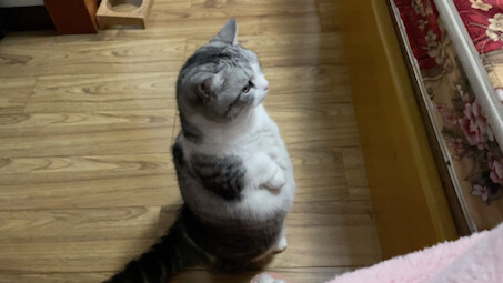 bowling kitten