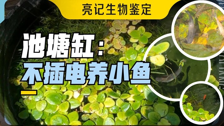池塘缸：不插电养小鱼