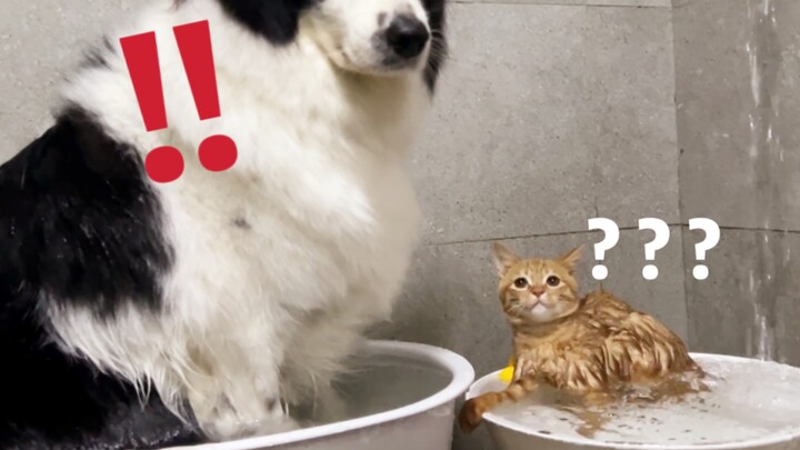 [Coffee & Tea] Owner’s Too Lazy—Just Wash the Cat and Dog Together!