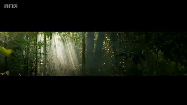 The Hunt Episode 3 - Hide and Seek Forests