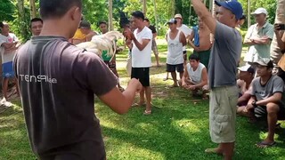 45 days VS golait