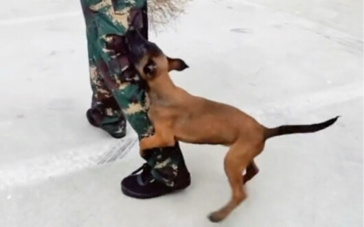 Kalau soal dendam, aku serius banget! Masih ingat nggak sama si polisi anjing yang suka dendam itu? 