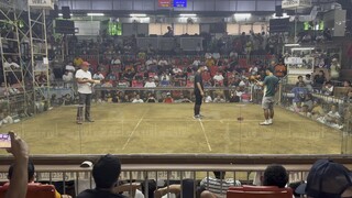 White boston 3x winner derby 🫰🏻