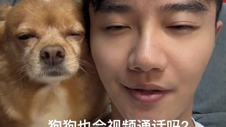 Can dogs video call too?