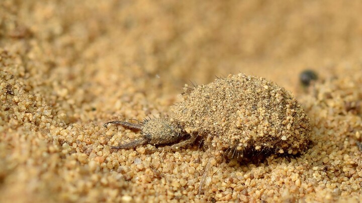 蚁狮，潜伏在沙底的可怕杀手，蚂蚁的噩梦！