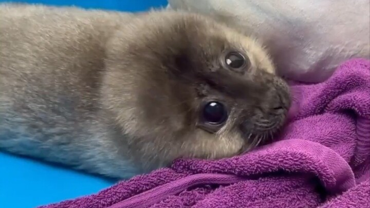 Si Macan Tutul Wajah Hitam yang Diselamatkan