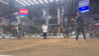March 18 2 cock derby sta ana 🏆