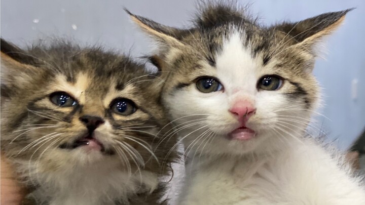 Mẹ mèo cụt đuôi mà tôi bắt cóc đến bệnh viện đã được băng bó phần đuôi; còn bé mèo lông dài họa tiết