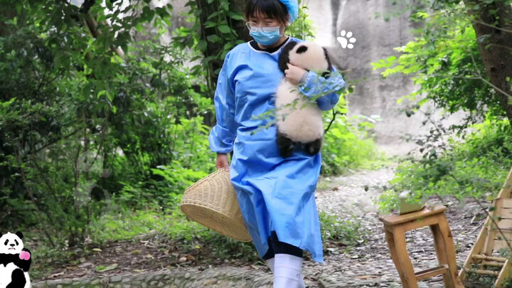 【Panda】Fuduoduo was forced to work by the keeper