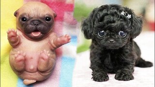 Cutest baby animals Videos Compilation Cute moment of the Animals - Cutest Animals #27