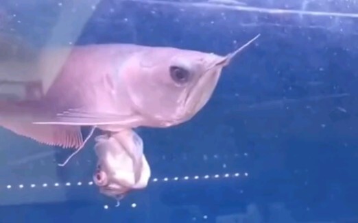 Wow! It even has a rear camera!