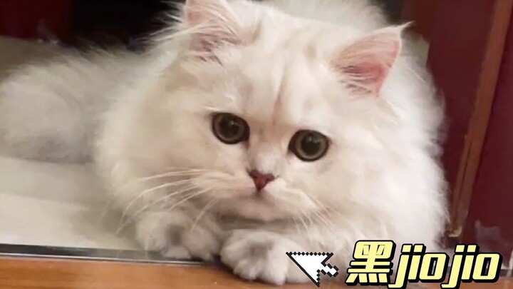 I Finally Figured Out Why My Cat’s Paws Are Black!!