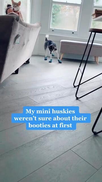 Watch them strut at the end 🥺 husky puppiesoftiktok pets cutedog