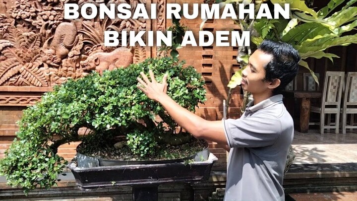 Bonsai Rumahan Bikin Adem