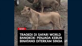 Sebuah tragedi terjadi di Safari World Bangkok, Thailand, ketika seorang pekerja senior kebun binata