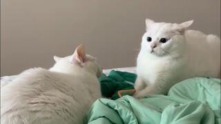 Mother cat's love has reached the next level!