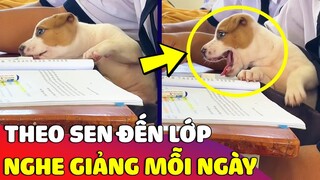 Đáng yêu 'CHÚ CÚN' ngày nào cũng 'THEO CHÂN SEN ĐẾN LỚP' để nghe giảng 😅 | Gâu Đần