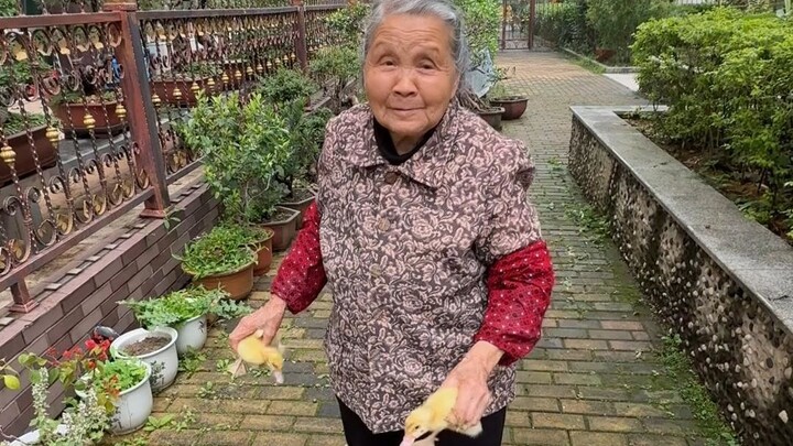 จุดสิ้นสุดของการเลี้ยงสัตว์ของเด็กคือคุณยายรุ่น 90 ต้องแบกรับทุกอย่างไว้คนเดียว มาดูกันว่าในหนึ่งวัน