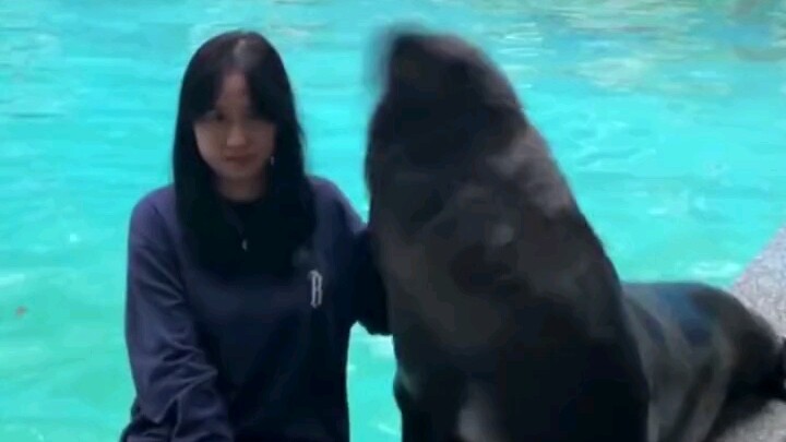 Sư tử biển phối hợp với con người chụp ảnh: khoảnh khắc trước còn ấm áp, khoảnh khắc sau đã đột ngột