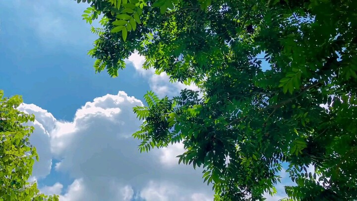 Nature view