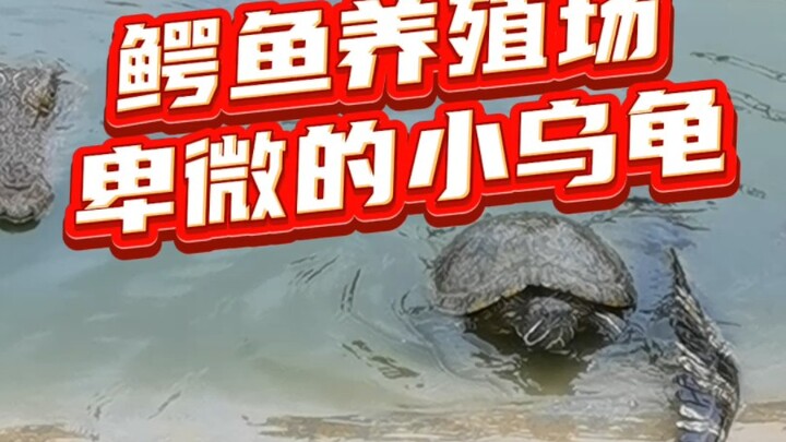 “Rekan kerja” paling rendah di kebun buaya, mengapa bisa bertahan hidup di kolam buaya? #Keistimewaa