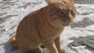 "Kali pertama jadi kucing, kurang pandai mengeong"