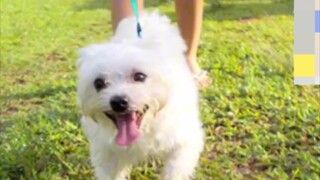 让狗狗心动的照片，是一个看见生命就会心跳加速的宝宝