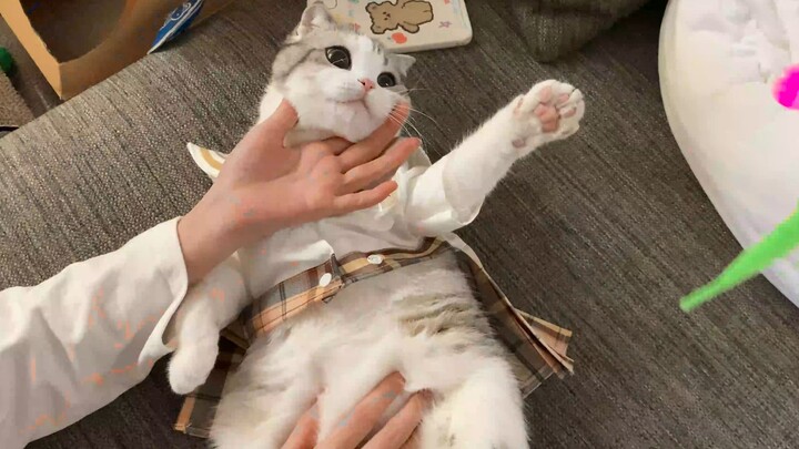 Sang pemilik sedang main ukulele di rumah, si kucing: Biar aku yang unjuk gigi!