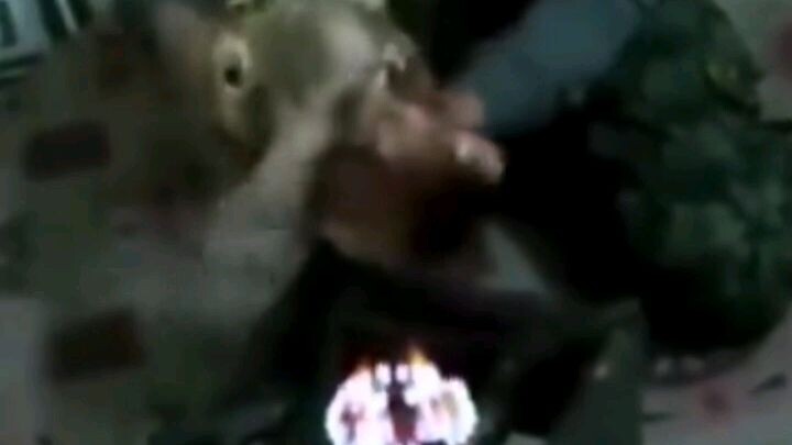 The Screaming Goat🤣🤣