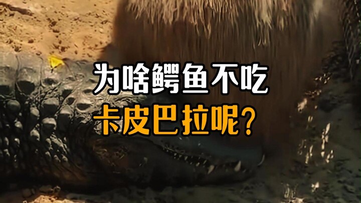 Tại sao cá sấu lại không ăn chuột lang nước nhỉ?