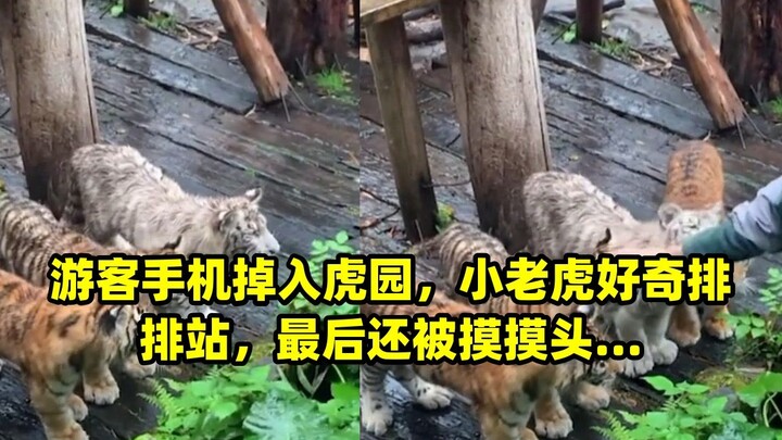 นักท่องเที่ยวทำโทรศัพท์มือถือตกในส่วนแสดงเสือ ลูกเสือตัวน้อยยืนเรียงแถวด้วยความอยากรู้อยากเห็น สุดท้