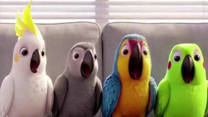 Parrots Fun