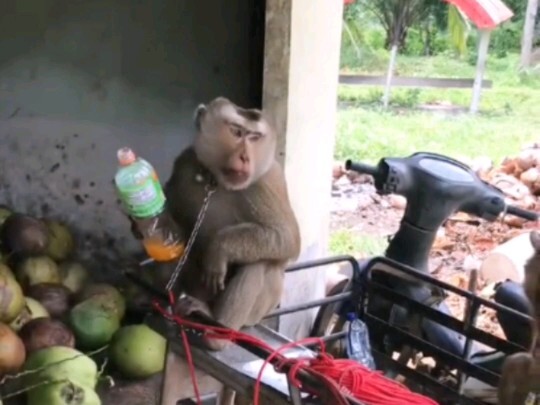 Working monkey, finishes picking coconuts and drinks a soda.