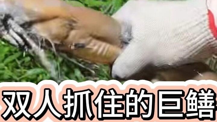 Câu được con lươn khổng lồ, ai ngờ không kéo nổi! Đành phải nhờ người ngoài hỗ trợ mới đưa nó ra khỏ