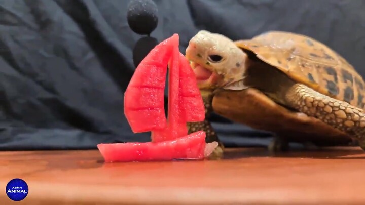 The turtle is eating a sailboat!