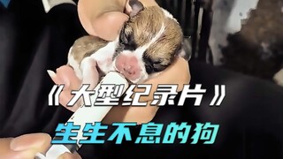 大型纪录片：生生不息的狗