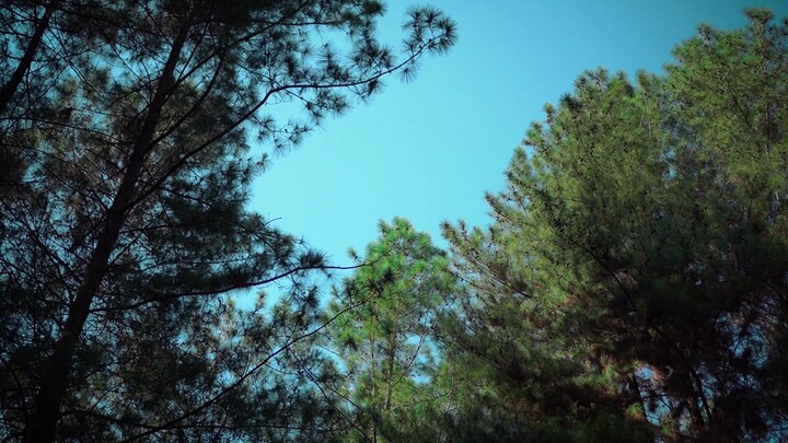 Hutan Pinus Rita Malompoa Biossoloro - Sulawesi Selatan