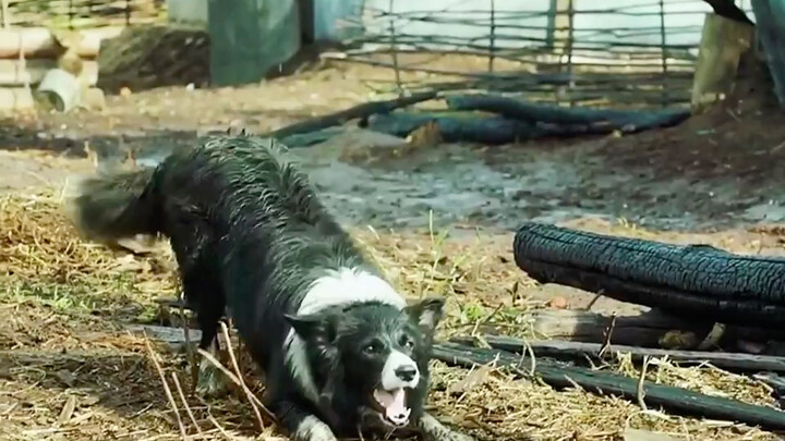 A clever dog saves its little owner, kicking off a heartwarming tale # #Watched the whole series jus