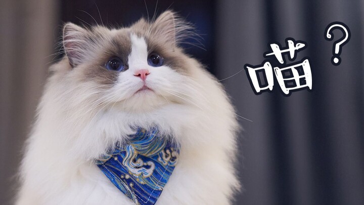 【Kucing Ragdoll】Kenapa kamu terus memandangku? Apa ada kotoran di wajahku?