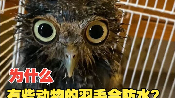 I’m a golden eagle. Not all birds have feathers as water-resistant as mine—owls, for example; just t