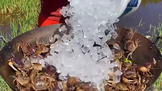 So, did the crab die from spiciness or from freezing?