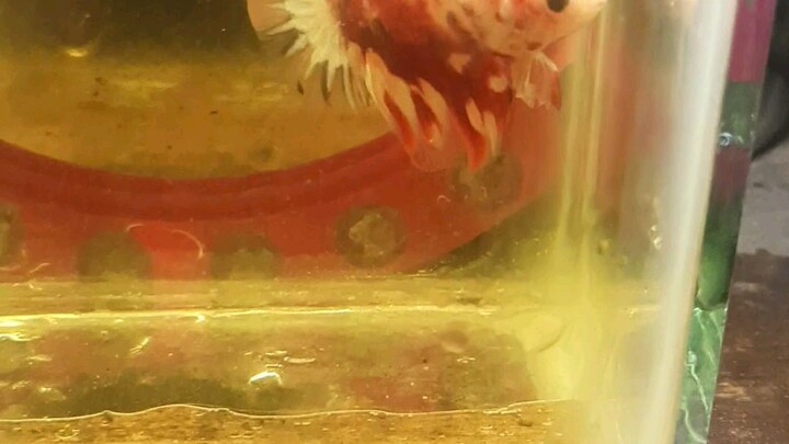 cute little pet
