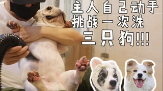 Mencuci kucing memang sulit, kan!? Ayo lihat betapa manisnya mencuci anjing, tiga ekor sekaligus! Se