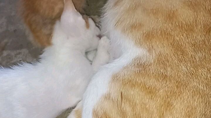 playing cats