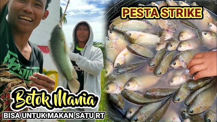 Strike bertubi tubi.. Mancing ikan betok ditengah sawah#hasilnya.......