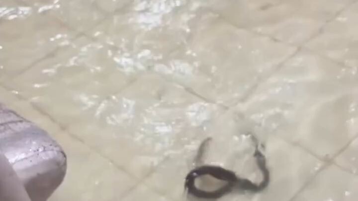 Thailand Video